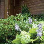 Ogród otaczający dom. Z duchem renesansu