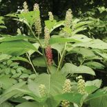 Ogród pełen traw i żywopłotów. Ogród pełen traw i żywopłotów