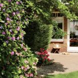 Ogród pełen zieleni. Willa w stylu „modern classic”