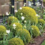 Ogród pośród pól pełnych tulipanów. Trochę tradycyjny i trochę nowoczesny, wyraźnie angielski i ciut holenderski.