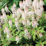 Ogród pośród pól pełnych tulipanów. Trochę tradycyjny i trochę nowoczesny, wyraźnie angielski i ciut holenderski.