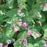 Ogród pośród pól pełnych tulipanów. Trochę tradycyjny i trochę nowoczesny, wyraźnie angielski i ciut holenderski.