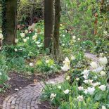 Ogród pośród pól pełnych tulipanów. Trochę tradycyjny i trochę nowoczesny, wyraźnie angielski i ciut holenderski.