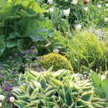 Ogród pośród pól pełnych tulipanów. Trochę tradycyjny i trochę nowoczesny, wyraźnie angielski i ciut holenderski.