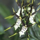 Paryska dżungla partnera Yves a Saint Laurenta