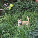 Paryska dżungla partnera Yves a Saint Laurenta