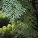 Paryska dżungla partnera Yves a Saint Laurenta