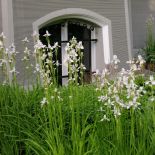 Ogród przy zabytkowej willi w Gdańsku