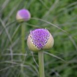 Ogród przy zabytkowej willi w Gdańsku