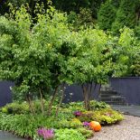 Ogród przy zabytkowej willi w Gdańsku