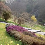 Ogród Sherwood oprócz magnolii i azalii słynie też z imponującej kolekcji wrzosów.