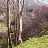 Ogród w Sherwood. Magnoliami wiosna się zaczyna