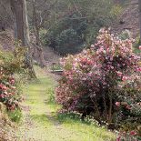 Ogród w Sherwood. Magnoliami wiosna się zaczyna