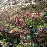 Ogród w Sherwood. Magnoliami wiosna się zaczyna