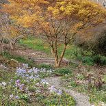 Ogród w Sherwood. Magnoliami wiosna się zaczyna