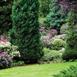 Ogród w Wojsławicach. W różanecznikowym ogrodzie