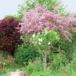 Ogród zachwyca bogactwem kolorów. Kwitnący jasnoróżowo tamaryszek kontrastuje z purpurowym berberysem.