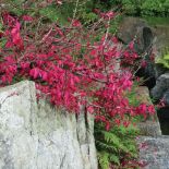 Ogród japoński zachwyca swoją kolorystyką