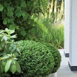 Ogród zaczyna się po miejsku: murawa, ścieżki wysypane żwirem lub wyłożone otoczakami, przycięte w kule