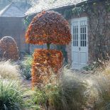 Zimowy ogród w hrabstwie Hertfordshire