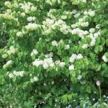 Okoliczni mieszkańcy wierzą, że tak piękne kwiaty to zasługa żwirowego podłoża i ogromnej miłości Harry ego i Dorothy.