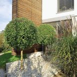 Okrągłe kępy puszystych traw, drzewka z kulistymi koronami, niewielkie głazy, kuliste kopczyki zarastające powoli mchem.