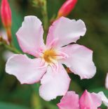 Oleander pospolity