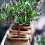 Oliwka - jak uprawiać drzewko oliwne?