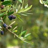 Czarne owoce oliwki. Oliwka - owoc bogów