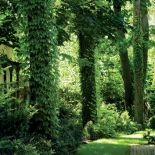 Oplecione bluszczem pnie sosen sprawiają, że czujemy się tu jak w zaczarowanym ogrodzie.