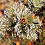 Ośnieżona gałązka. Ogród japoński pod śniegiem