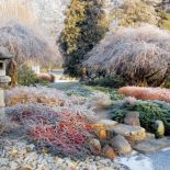 Ośnieżone drzewka. Ogród japoński pod śniegiem