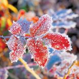 Ośnieżone liście. Ogród japoński pod śniegiem