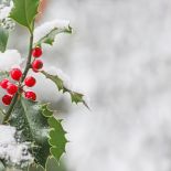 Gałązki ostrokrzewu są idealne na wianki i stroiki bożonarodzeniowe