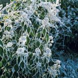 Oszronione rośliny w ogrodzie. Ogród w zimowej szacie