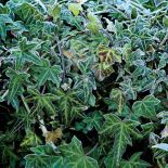 Oszronione rośliny w ogrodzie. Ogród w zimowej szacie