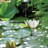 Otoczone klinkierowymi cegłami, na tyle głębokie, że ukochane przez panią Barbarę lilie nie marzną zimą, bo schowane są pod