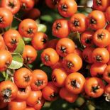 Owoce jarzębiny. Jarzębina cała w koralach