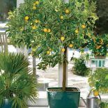 Owszem, cytrusy można hodować w domu. Ale reagują gwałtownie. Wystarczy, że obrócisz im doniczkę –