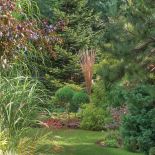 ozdobne trawy w ogrodzie