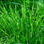 Ozdobne trawy do ogrodu