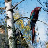 Papuga o imieniu Ara ma na wszystko oko z góry.