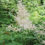 Parzydło leśne – idealna roślina do cienia