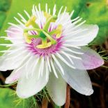 Passiflora kwiaty odmiany