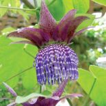 passiflota męczennica właściwości uprawa kwiaty i owoce