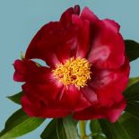 piwonia zwana też peonią