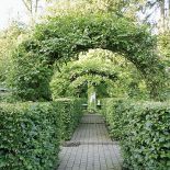 Pergolę oplotła glicynia, roślina typowa dla wiktoriańskich ogrodów