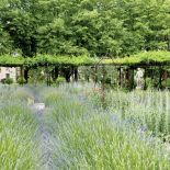 Otoczone lawendą kwitną róże: Baron Girod de l’Ain, Louise Odier, Sarah van Fleet, Marguerite Hilling,