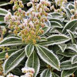 Pieris japoński odmiany