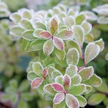 Pieris japoński uprawa i pielęgnacja